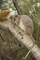 Common Ringtail Possum (Pseudocheirus peregrinus)in tree, Australian Reptile Park, New South Wales, Australia