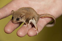 Feather-tail Glider (Acrobates pygmaeus) in hand, Sydney, New South Wales, Australia