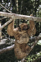 Maned Sloth (Bradypus torquatus) mother and young in tree, Brazil