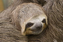 Pale-throated Three-toed Sloth (Bradypus tridactylus), Colombia