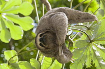 Brown-throated Three-toed Sloth (Bradypus variegatus) hanging in tree, Bolivia