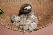 Brown-throated Three-toed Sloth (Bradypus variegatus) orphan in basket, Aviarios Sloth Sanctuary, Costa Rica