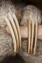 Brown-throated Three-toed Sloth (Bradypus variegatus) female claws, Aviarios Sloth Sanctuary, Costa Rica