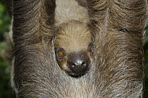 Southern Two-toed Sloth (Choloepus didactylus) young on hanging mother, Singapore Zoo, Singapore
