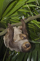 Southern Two-toed Sloth (Choloepus didactylus) mother and young hanging in tree, Singapore Zoo, Singapore