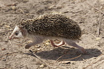 Four-toed Hedgehog (Atelerix albiventris) running, Toubacouta, Senegal