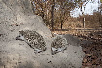 Four-toed Hedgehog (Atelerix albiventris) pair on termite mound, Toubacouta, Senegal