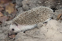 Four-toed Hedgehog (Atelerix albiventris), Toubacouta, Senegal