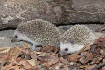 Four-toed Hedgehog (Atelerix albiventris) pair, Toubacouta, Senegal
