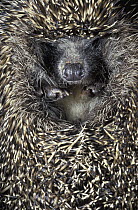 Brown-breasted Hedgehog (Erinaceus europaeus) in defensive posture, Russia
