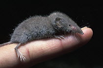 Lesser White-toothed Shrew (Crocidura suaveolens) on hand, France