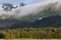 Fog rolling over Spruce (Picea sp) forest and mountains, Prince William Sound, Alaska