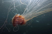 Lion's Mane (Cyanea capillata) jellyfish spreading tentacles, Prince William Sound, Alaska