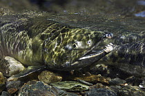Chum Salmon (Oncorhynchus keta) male, Prince William Sound, Alaska