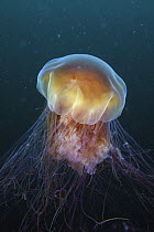 Lion's Mane (Cyanea capillata) jellyfish, Prince William Sound, Alaska