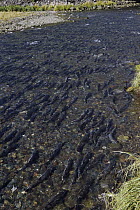 Chum Salmon (Oncorhynchus keta) group spawning, Prince William Sound, Alaska