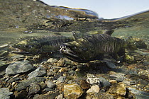 Chum Salmon (Oncorhynchus keta) pair migrating up river to spawning grounds, Prince William Sound, Alaska