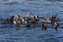 California Sea Lion (Zalophus californianus) raft warming flippers in the sun, Monterey Bay, California