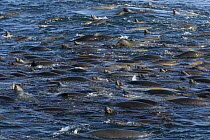 California Sea Lion (Zalophus californianus) raft foraging, Monterey Bay, California
