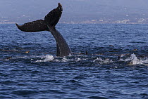 Humpback Whale (Megaptera novaeangliae) lobtailing to stun anchovy prey, with California Sea Lion (Zalophus californianus) raft also hunting prey fish, Monterey Bay, California