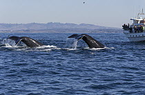 Humpback Whale (Megaptera novaeangliae) pair diving near whale watching boat, Monterey Bay, California