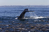 Humpback Whale (Megaptera novaeangliae) and California Sea Lion (Zalophus californianus) raft foraging, Monterey Bay, California