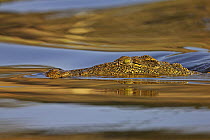 Nile Crocodile (Crocodylus niloticus) swimming, Chobe River, Chobe National Park, Botswana