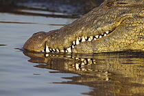 Nile Crocodile (Crocodylus niloticus), Chobe River, Chobe National Park, Botswana