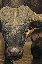 Cape Buffalo (Syncerus caffer) with Red-billed Oxpecker (Buphagus erythrorhynchus), Chobe National Park, Botswana