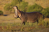 Hippopotamus (Hippopotamus amphibius) displaying, Chobe National Park, Botswana