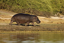 Hippopotamus (Hippopotamus amphibius) running on shore, Chobe National Park, Botswana