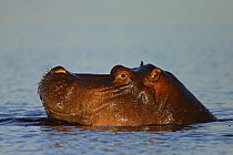 Hippopotamus (Hippopotamus amphibius) in water, Chobe National Park, Botswana