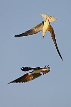 African Skimmer (Rynchops flavirostris) pair fighting in flight, Chobe River National Park, Botswana