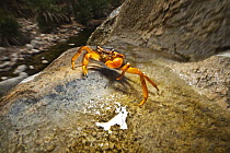 Socotra Freshwater Crab (Socotrapotamon socotrensis), Socotra, Yemen