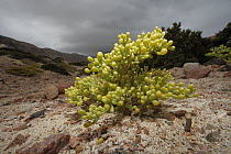 Beancaper (Zygophyllum sp) plant near Di Hamri, Socotra, Yemen