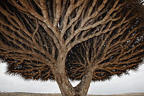 Dragon-blood Tree (Dracaena cinnabari) crown, Socotra, Yemen