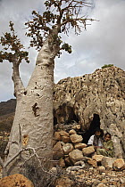 Herders in cave with corral, Socotra, Yemen