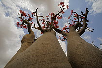 Desert Rose (Adenium sp) shrubs, Socotra, Yemen