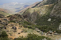 Dromedary (Camelus dromedarius) being led through mountains, Wadi Daneghan, Haggier Mountains, Socotra, Yemen