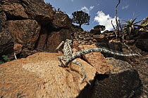 Monarch Chameleon (Chamaeleo monachus) running over rocks, Socotra, Yemen