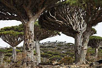 Dragon-blood Tree (Dracaena cinnabari) forest, Firmihin, Socotra, Yemen