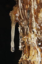 Frankincense (Boswellia elongata) tree oozing sap which is harvested, Homhil, Socotra, Yemen
