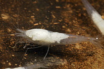 Blind cave shrimp endemic to single cave, Erher Dune, Hadibu, Socotra, Yemen