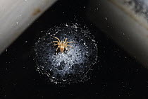 Spider spinning web on water surface in cave, Erher Dune, Hadibu, Socotra, Yemen