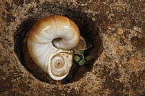 Snail, Kilisan Wadi, Momi, Socotra, Yemen