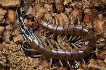 Centipede endemic to island, Haggier Mountains, Socotra, Yemen