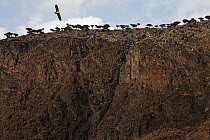 Egyptian Vulture (Neophron percnopterus) flying over Dragon-blood Tree (Dracaena cinnabari) forest on cliff edge, Firmihin, Socotra, Yemen
