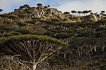 Dragon-blood Tree (Dracaena cinnabari) forest, Socotra, Yemen