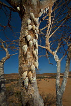 Land Snail (Enidae) group gathered on tree to escape heat and carnivorous beetles, Zahr Plain, Socotra, Yemen