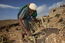 Aloe (Aloe sp) latex collected in goat skin by Danho village elder, Sad Dahagan, for stomach and skin cures, Drechba Plateau, Socotra, Yemen